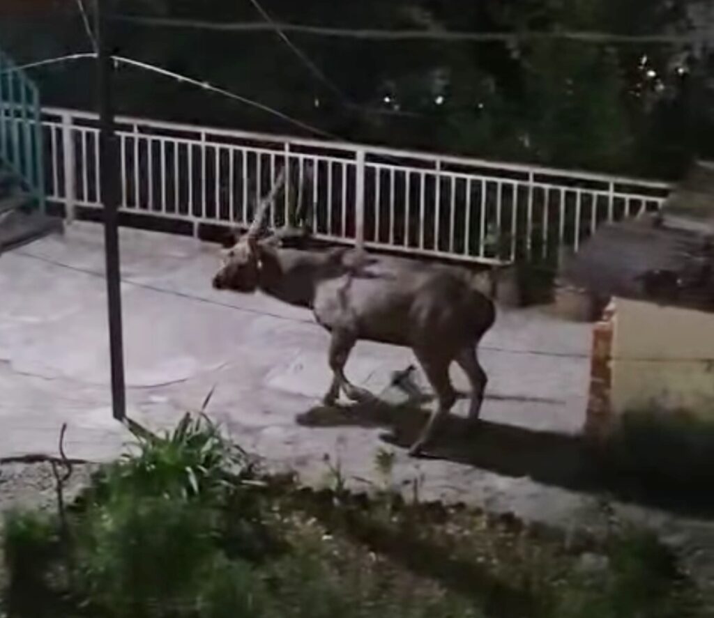 झड़ीपानी कोल्हूखेत आवासीय क्षेत्र में बारहसिंघा देखा गया।